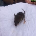 Bharath Instagram – Look wat I found sterday !!! Mini mice .. So cute !!