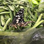 Bhumika Chawla Instagram - A butterfly in the midst of vegetables 😊