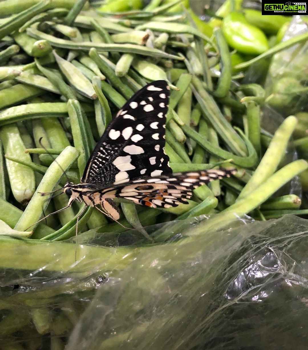 Bhumika Chawla Instagram - A butterfly in the midst of vegetables 😊