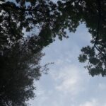 Bhumika Chawla Instagram - Trees Leaves Sky Clouds # nature