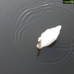 Bhumika Chawla Instagram - Swan dance #