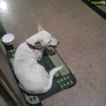 Bhumika Chawla Instagram - My dear happy feet sitting outside my door # a stray dog # was scared of firecrackers on the final day of ganesha visarjan and came up and sat out # all they need is love