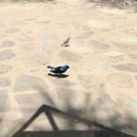 Bhumika Chawla Instagram -