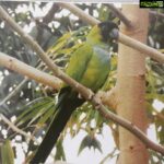 Bhumika Chawla Instagram - Adorable parrot # with a cute black face # green and black what a combination # a rare sight # a few years ago in our dubai home back yard # love nature # photography # passion # bhumikachawla # bollywood # bird photography
