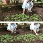 Bhumika Chawla Instagram - Home grown micro greens - mustard 🌻