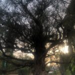 Bhumika Chawla Instagram - .... light will find its way to you ... directly or filtered through .... God is kind ... Nature is beautiful ... 🌻
