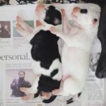 Chandra Lakshman Instagram - Born on the International Dog Day!!!! #newborn #puppies #streeties #lotsalove #funtimesahead 😍💞 #fosteringsaveslives #cutiepies🐕 #internationaldogday Tiruvanmiyur, Tamil Nadu, India