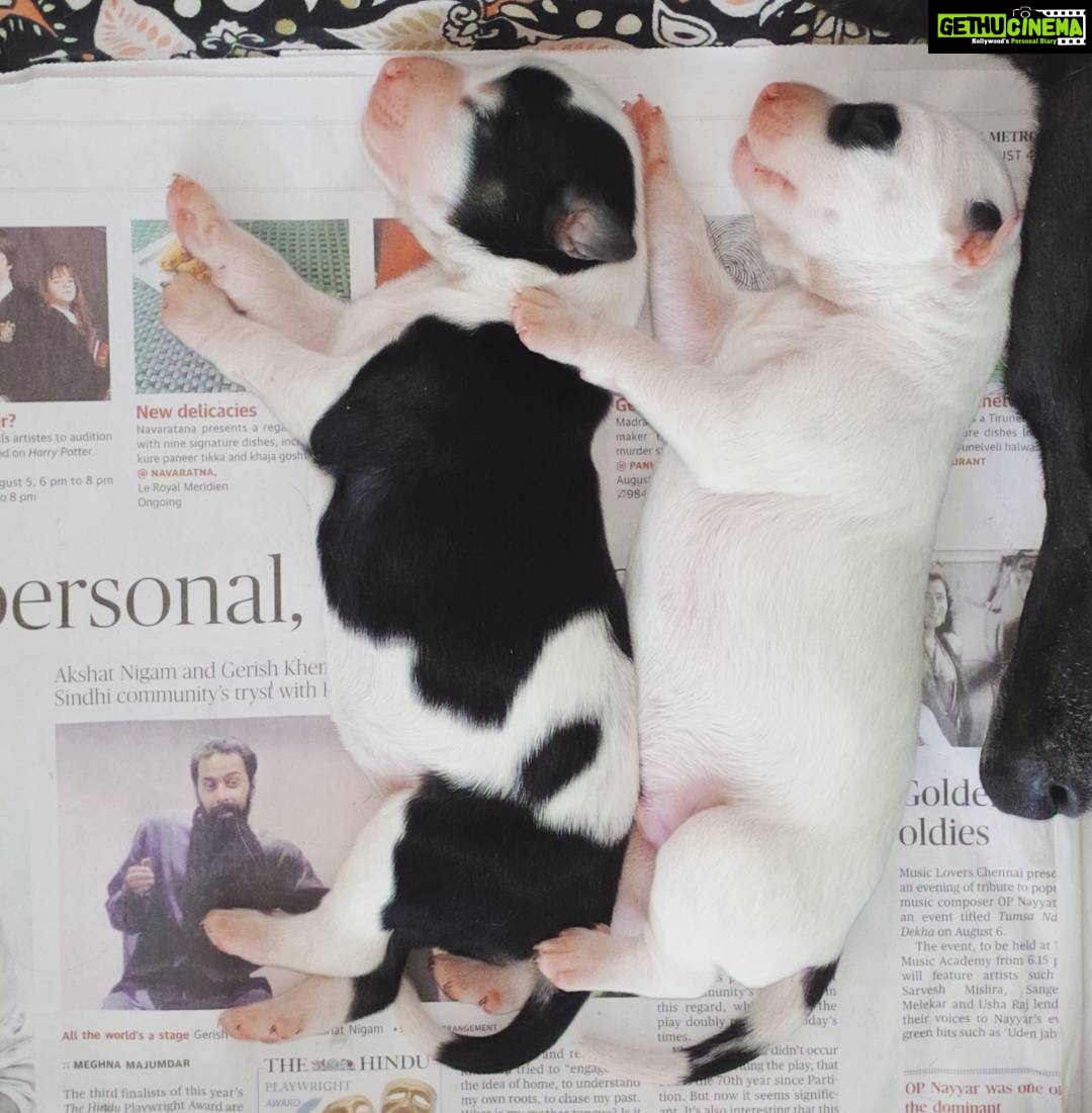 Chandra Lakshman Instagram - Born on the International Dog Day!!!! #newborn #puppies #streeties #lotsalove #funtimesahead 😍💞 #fosteringsaveslives #cutiepies🐕 #internationaldogday Tiruvanmiyur, Tamil Nadu, India
