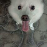 Chandra Lakshman Instagram – #chakku😍🐕