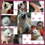 Chandra Lakshman Instagram – Our Chakku kutty👑turns 10 today!!! 💝😍🎇🎆🎉🎊