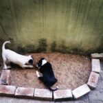 Chandra Lakshman Instagram - Introducing Ginger(the white brat) and Pepper(the black brat),our lil gals who were born in our street and lives with us now,with her mommy Persi who was also born here,whose mommy and sister also lives here guarding our entire street..And all that we do is pet them, play with them,and feed them along with some of our neighbours..😇 We are one big familyyyyy!!🐕🐶🐩🤗 Psst: their dad Oreo only visits..Family issues i guess😉 #dogs #welovedogs #wearefamily #ginger #pepper #chakku #us #godsent