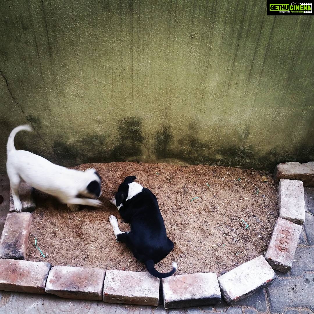 Chandra Lakshman Instagram - Introducing Ginger(the white brat) and Pepper(the black brat),our lil gals who were born in our street and lives with us now,with her mommy Persi who was also born here,whose mommy and sister also lives here guarding our entire street..And all that we do is pet them, play with them,and feed them along with some of our neighbours..π We are one big familyyyyy!!ππΆπ©π€ Psst: their dad Oreo only visits..Family issues i guessπ #dogs #welovedogs #wearefamily #ginger #pepper #chakku #us #godsent