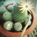 Chandra Lakshman Instagram - Thorns are beautiful too..This pot of cacti simply depicts a balanced life..A bloom amongst the thorns..:)Hardships are part of a happy living..An opportunity to be thankful to God 😊🙏 #cactilove #plants #happiness #lovemygarden