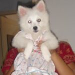 Chandra Lakshman Instagram - Baby memories.. The cutest lil gal 😘😘 #celebratingchakku #chakkulakshman #dogsofinstagram #sheisgod #ourguardianangel @lakshmanmalathy