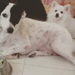 Chandra Lakshman Instagram - #internationaldogday it is!😘😘😘💝 #mine #forever #purelove #instadog #dogsofinstagram Chennai, India