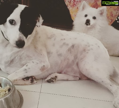 Chandra Lakshman Instagram - #internationaldogday it is!😘😘😘💝 #mine #forever #purelove #instadog #dogsofinstagram Chennai, India
