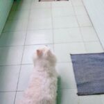 Chandra Lakshman Instagram – When Social distancing is the key thing, for any species..ššāāļø
#theyknow #dogsandcats #livetogether #love #loveeverywhere #dogsofinsta #catsofinstagram #learnfromthem #covid19 #pandemic Chennai, India