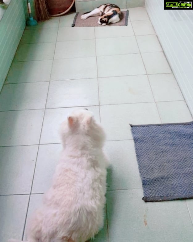 Chandra Lakshman Instagram - When Social distancing is the key thing, for any species..ššāāļø #theyknow #dogsandcats #livetogether #love #loveeverywhere #dogsofinsta #catsofinstagram #learnfromthem #covid19 #pandemic Chennai, India