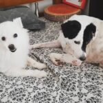 Chandra Lakshman Instagram - I am sure all dog parents will relate to this scene..🤷‍♀️🤣 Wish i had a lil' space too.. Hmmm. GOODNIGHT it is!!. 🐕 🐶 🐩 #moongirl #dogparent #doglover #instadog #germanspitz #indiedog #chakkulakshman #gingylakshman #actingcute #cutest #mykiddos #love #wetnoses #cuddles #blessedbeyondmeasure