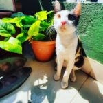 Chandra Lakshman Instagram - ..and this cutie is always ready to pose.. 💖 #moongirl #catsoﬁnstagram #dogsandcats #ourhouseisanimalfriendly #welivetogether #loadsoflove Chennai, India