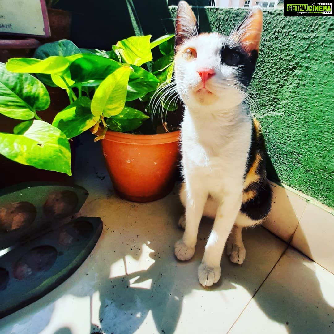 Chandra Lakshman Instagram - ..and this cutie is always ready to pose.. 💖 #moongirl #catsofinstagram #dogsandcats #ourhouseisanimalfriendly #welivetogether #loadsoflove Chennai, India