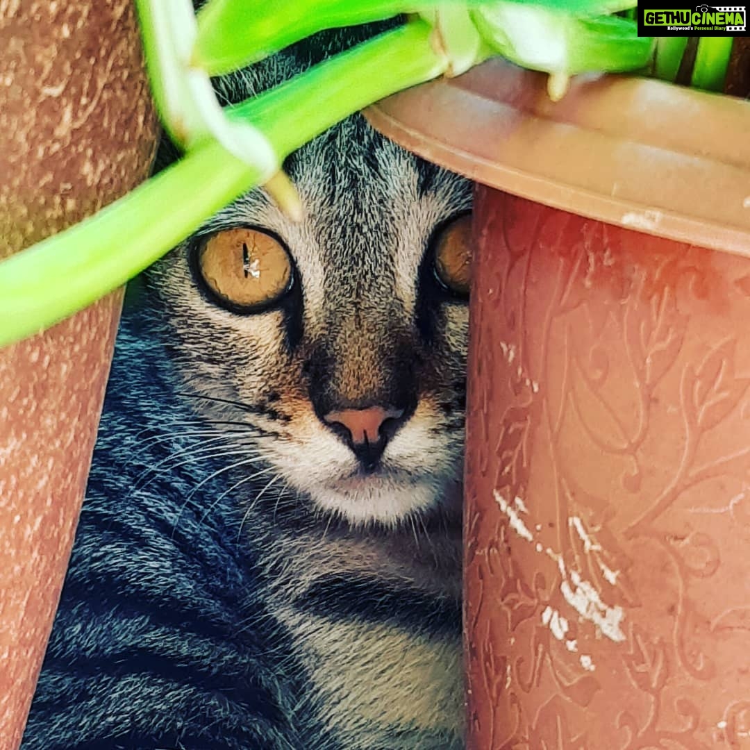 Chandra Lakshman Instagram - Snuggled in and cute🐈💖 #catsofinstagram Chennai, India