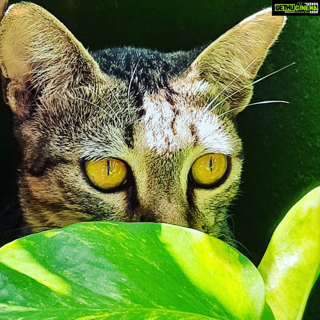 Chandra Lakshman Instagram - Some photography skills and cats and sunlight and plants and this and that and... Hmmm😁 #moongirl #lockdownchronicles #morningsbelike #brightsun #catsofinstagram #photooftheday #photography Chennai, India