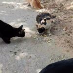 Chandra Lakshman Instagram – Its lunch time and this is our everyday happiness sight.. Our neighbours prepare lunch for them-chicken and rice and they all fill their tummies at our house..Blessed to be seeing this and get their love 😍 🙏

#feedthestrays #lockdown2020 #catsanddogs #dogsofinstagram #catsofinstagram #purelove Tiruvanmiyur, Tamil Nadu, India