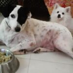 Chandra Lakshman Instagram - #chakkulakshman and #gingylakshman bonding over lunch #😘 #🐕 #🐩 #dogsofinstagram #dogstagram #siblinglove #dogs #caninelovers