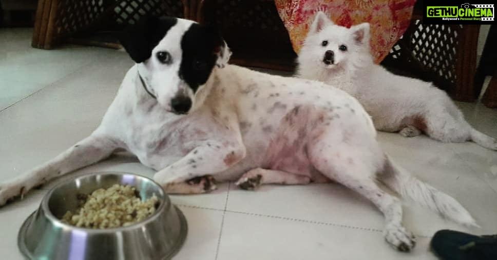 Chandra Lakshman Instagram - #chakkulakshman and #gingylakshman bonding over lunch #😘 #🐕 #🐩 #dogsofinstagram #dogstagram #siblinglove #dogs #caninelovers