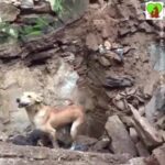 Chandra Lakshman Instagram - Awww..so heartwarming..😘😘😘 It's so wonderful how they trust us and seek our help..We have to connect with them.We all co-exist and it is certainly our duty to protect our environment and allow them to live in their space,just like us. #earth #forallspecies #equality #animalwelfare #theyareours #protectanimals #betheirvoice