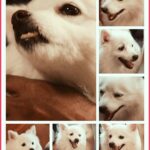 Chandra Lakshman Instagram – This little one has brought in a lot of happiness in the family and holds us together at all times.. Its her birthday!! 💕 Lots and lots of love for our lil gal,Chakkutty 😘😘
#moongirl #dogparent #girlsbestfriend #chakku #ginger #angel #dogsofinstagram #dogs