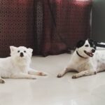 Chandra Lakshman Instagram - Rare sights like this.. Sunday already looks great😜💖 My paapas 😘 #moongirl #dogparent #girlsbestfriend #chakku #ginger #dogsofinstagram