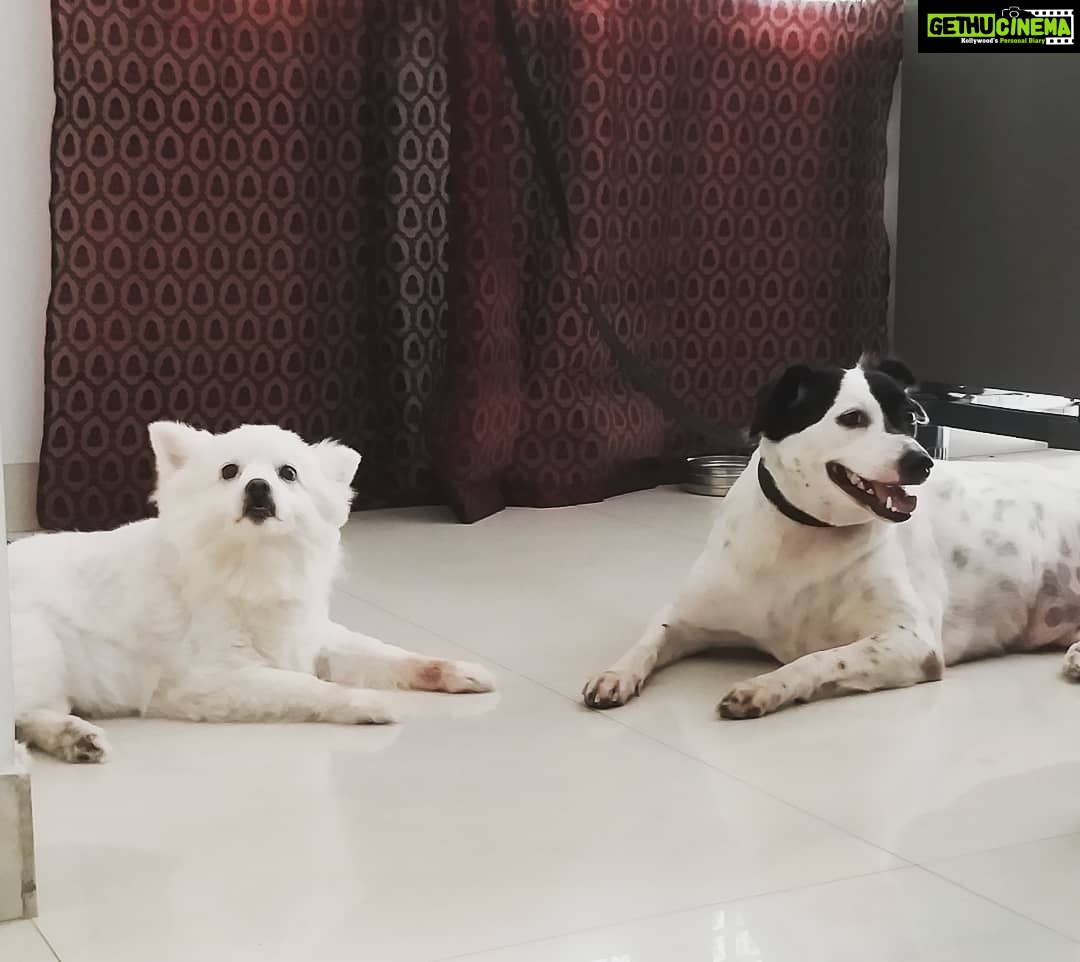 Chandra Lakshman Instagram - Rare sights like this.. Sunday already looks greatππ My paapas π #moongirl #dogparent #girlsbestfriend #chakku #ginger #dogsofinstagram