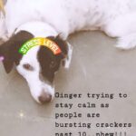 Chandra Lakshman Instagram - #dogsofinstagram #firecrackers #poordoggies #careforothers #helpanimals #bekind #actresponsible