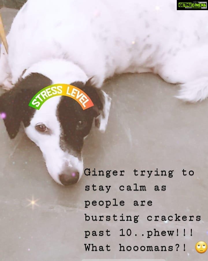 Chandra Lakshman Instagram - #dogsofinstagram #firecrackers #poordoggies #careforothers #helpanimals #bekind #actresponsible