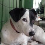 Chandra Lakshman Instagram – Lil Ginger girl with her famous look.. 😘
#moongirl #doglovers #dogsareagirlsbestfriend #indiedog #dogsofinstagram #survivor #strongdoggie #canines