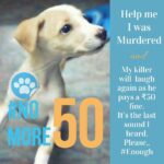 Chandra Lakshman Instagram - Another case of cruelty committed by a young student from a reputed college in Vellore. Message received by the rescuers: “For as long as men massacre animals, they will kill each other. Indeed he who sows the seeds of murder and pain cannot reap the joy of love.” We took in a 1 month old puppy who was attacked by other big street dogs, badly bruised. We got him vaccinated, fed him daily and were so thankful for his presence in our lives. He was a small bundle of love and in no time everyone in the house got attached to him. Sadly, one unfortunate day he wandered out of the house and reached the house of Vishesh Iyengar. This person, Vishesh, already had a history of torturing the street puppies by placing them at high heights and waiting for them to fall down. This animal, Vishesh , took the puppy to the terrace and threw him off and the puppy died on the spot. Upon investigation from his neighbours we got to know that our puppy wasn’t the only one he had killed and just a day ago he had thrown another black puppy off the terrace. Also, after killing the first puppy he posted on a whatsapp group ‘1 down, 1 more to go, doggy tales’ and upon questioning by the group members he openly admitted that he had killed a puppy. With his message it is clearly evident that he already had plans of getting his hands on the other puppy (our pet). The excuse he gave for killing the 2 puppies : ‘It peed on my clothes dude’ Though his Whatsapp messages clearly indicate that he did not need any excuse to do what he had planned and did it just to get himself off What is even more devastating is that this person has no remorse, no guilt and no shame and to make it more worse he says “ it’s just a dog, I didn’t kill a human “ #nomore50 #makepunishmentsstronger #animalviolenceneedstostop #theydeservepunishment