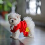 Charmy Kaur Instagram - SEXY Baby turns 1 today .. our bundle of happiness 😘😘 #pets #love 😍 Hyderabad