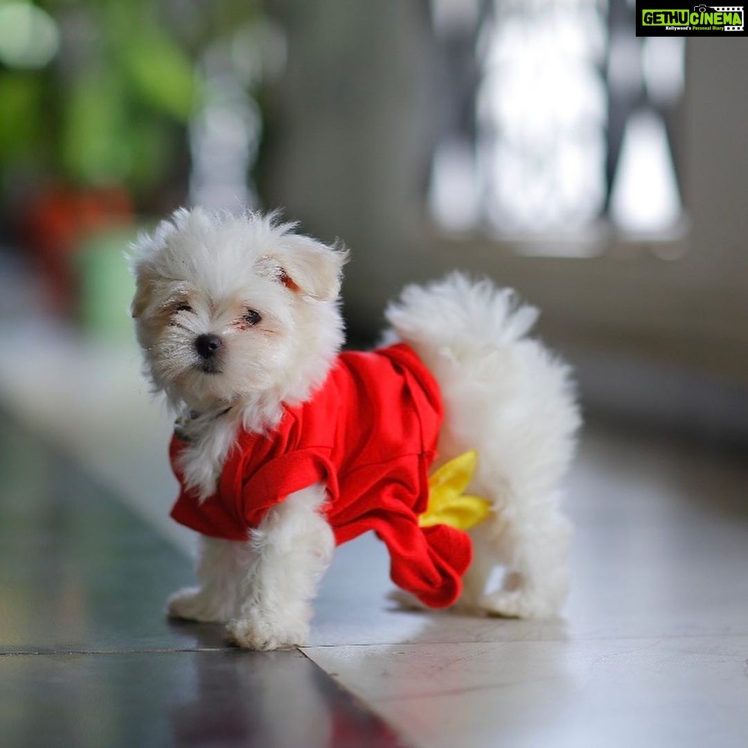 Charmy Kaur Instagram - SEXY Baby turns 1 today .. our bundle of happiness 😘😘 #pets #love 😍 Hyderabad