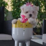 Charmy Kaur Instagram - SEXY Baby turns 1 today .. our bundle of happiness 😘😘 #pets #love 😍 Hyderabad