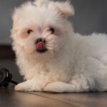 Charmy Kaur Instagram - SEXY Baby turns 1 today .. our bundle of happiness 😘😘 #pets #love 😍 Hyderabad