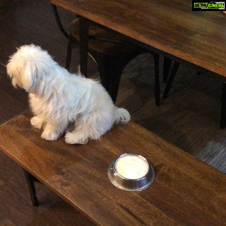 Charmy Kaur Instagram - Sexy baby wants to eat only chicken all the time 🤷🏼♀️ #tantrums #fussy #petsofinstagram #pets #summer #food Puri Connects