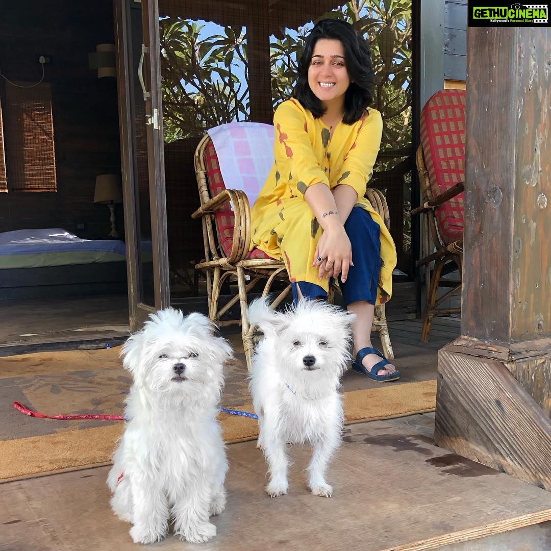 Charmy Kaur Instagram - Happiness is when ur babies come all the way to goa to spend time with u on sets 😍 #petsofinstagram #ismartshankar #romantic Goa, Morgim