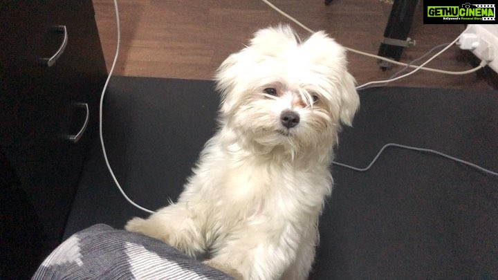 Charmy Kaur Instagram - Sexy baby’s 1st mango tasting session 😂😂 #petsofinstagram