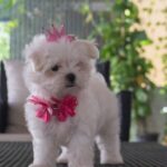 Charmy Kaur Instagram - #babies Sexy Item 😘😘 #petsofinstagram