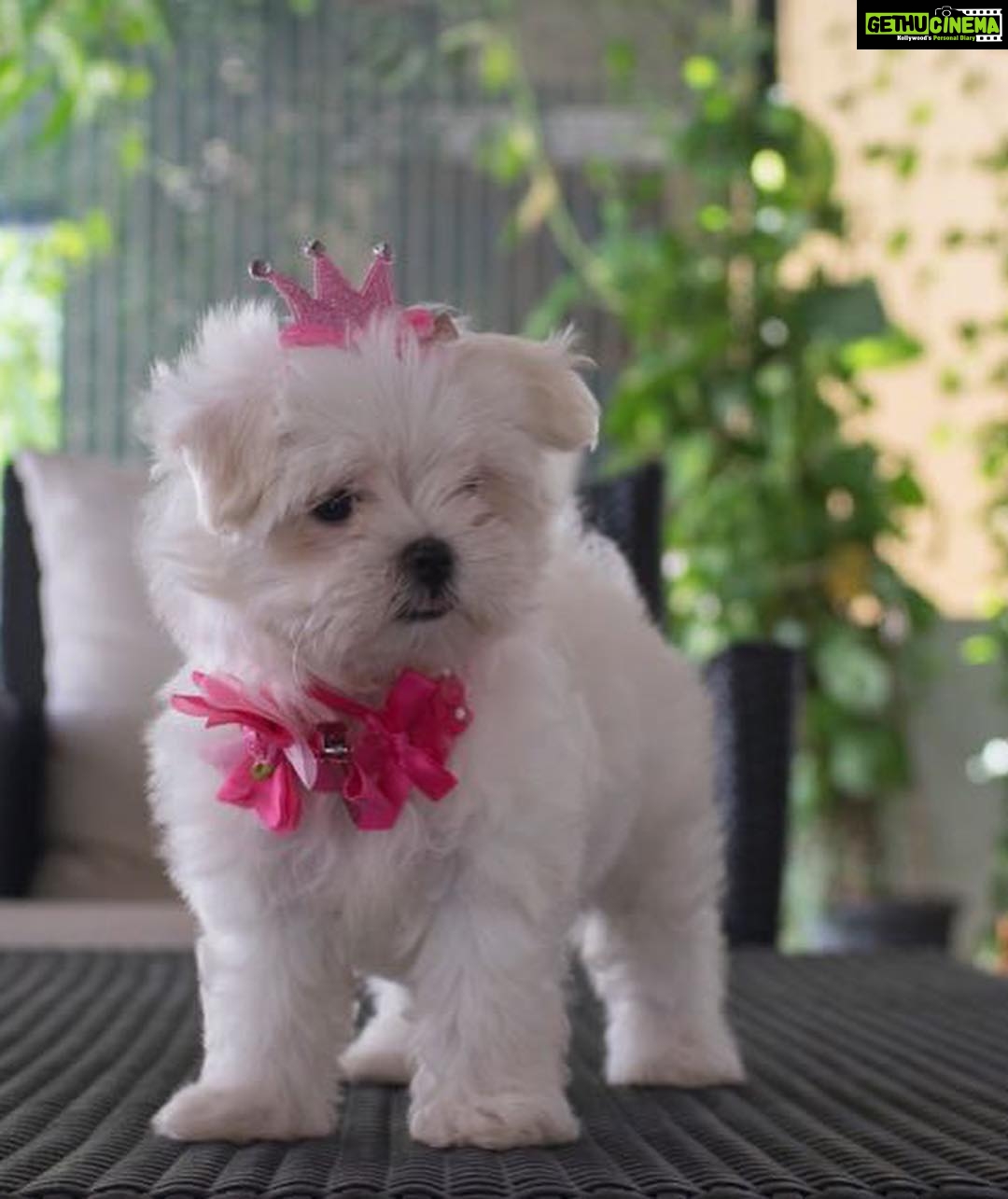 Charmy Kaur Instagram - #babies Sexy Item 😘😘 #petsofinstagram