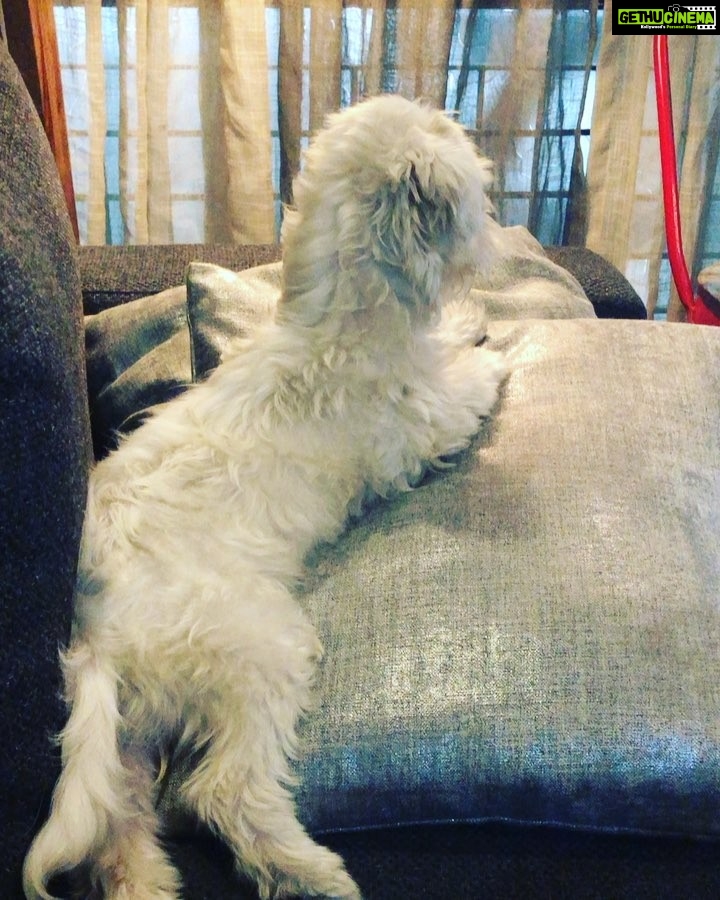 Charmy Kaur Instagram - Angry young woman 😂😂😂 #sexy #mybaby #petsofinstagram #pets #minimaltese