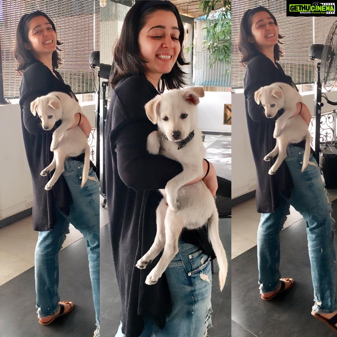 Charmy Kaur Instagram - #happybirthday baby boy #darling .. itβs been 2 years already .. u r n u will b our fav darling puppy always πππ #puppy #petsofinstagram #PC @puriconnects @purijagannadh