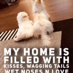 Charmy Kaur Instagram - #sexy #Item #mybabies #petsofinstagram 🥰